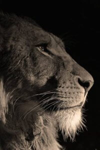 Lion of Judah